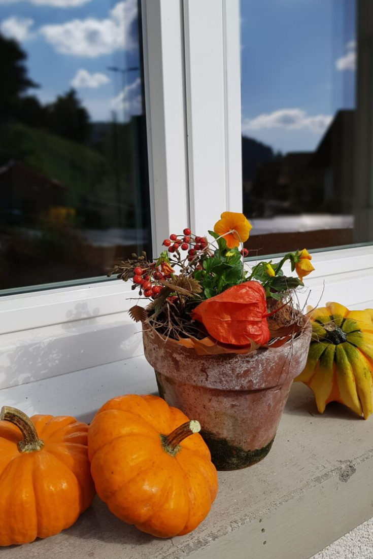 Fensterbank Deko im herbst mit Viola cornuta Blumen FloraLine