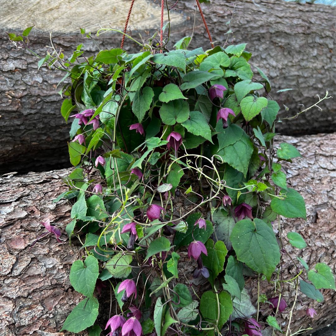 Rhodochiton Ampel für dein Balkon jetzt bestellen Blumen FloraLine