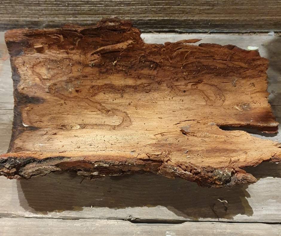 DIY Idee mit einem Stück Rinde wundervolle Tischdekoration selber ...