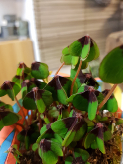 20181227_085036.jpg