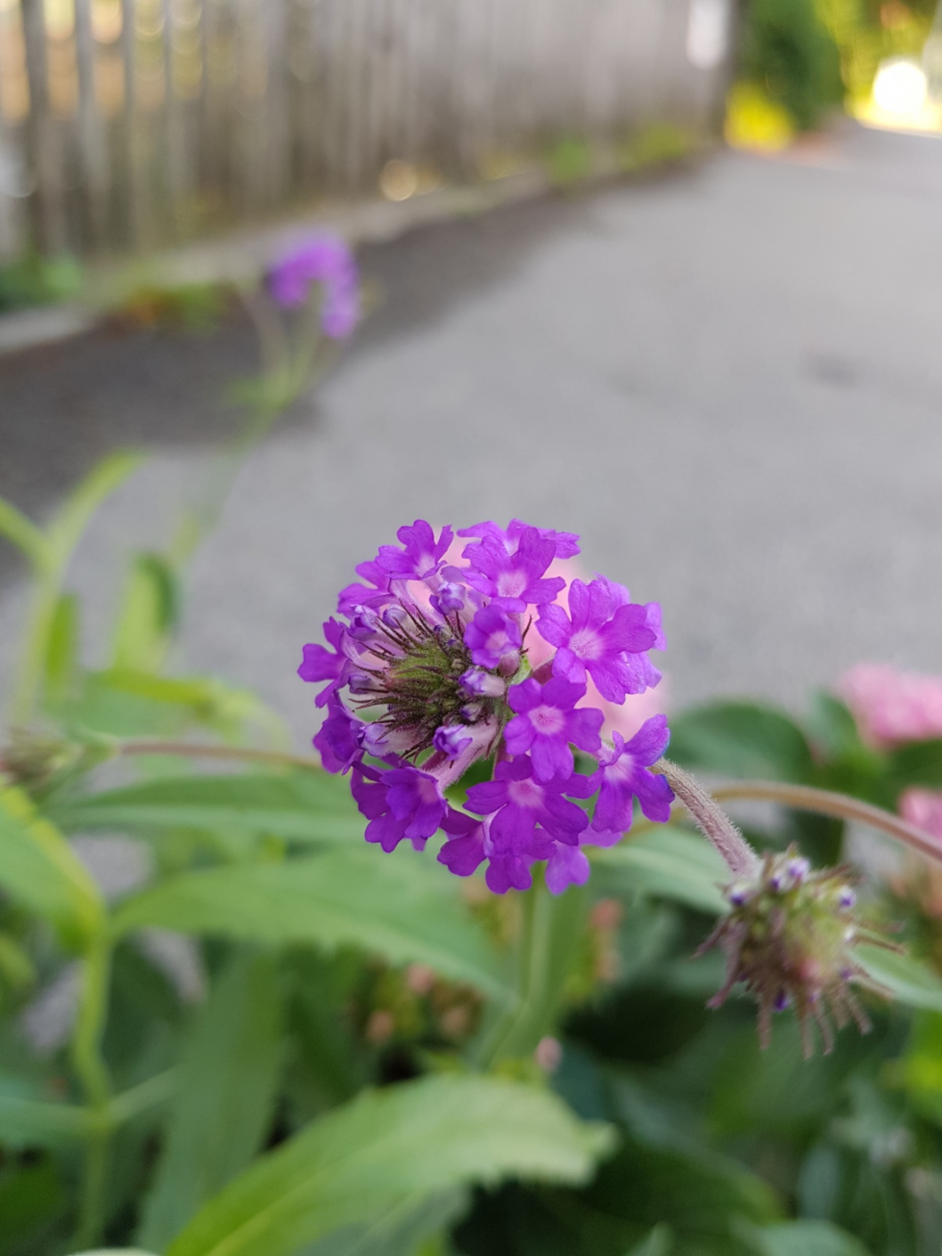 20190613_080522.jpg