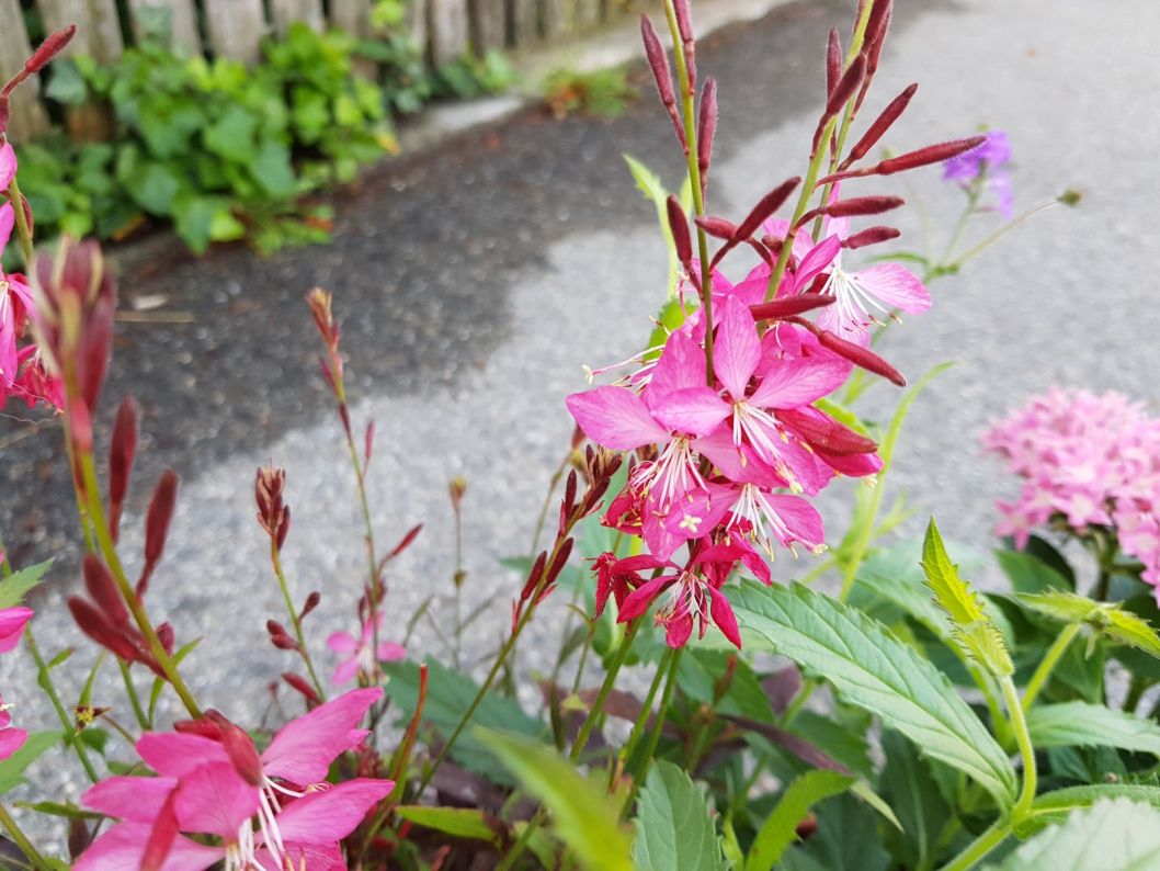 20190613_080616.jpg