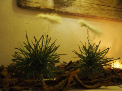 Adventsevent-2019-Flora-Line-Grosshoechstetten0113.JPG