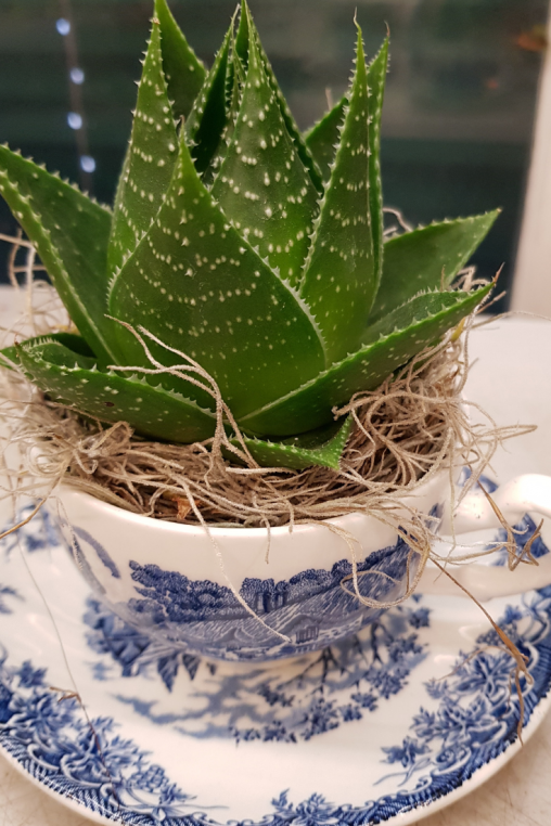 Aloe-cosmo-gruen-Bepflanzung-in-alte-Kaffee-Tasse-selber-machen_2.png