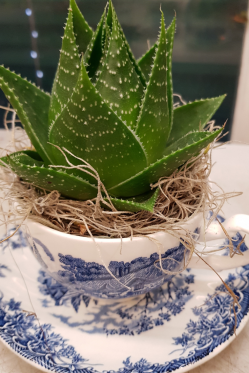 Aloe-cosmo-gruen-Bepflanzung-in-alte-Kaffee-Tasse-selber-machen.png