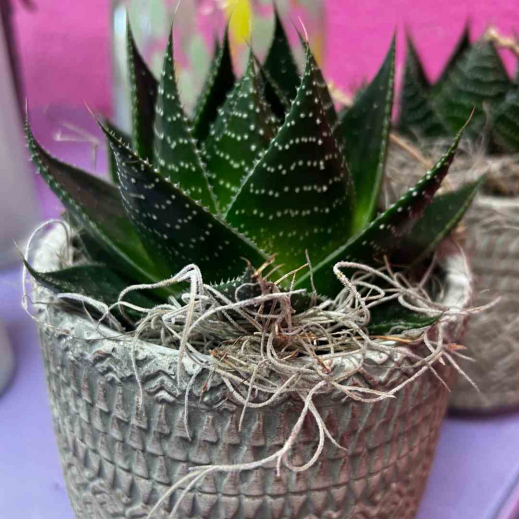Aloe.jpg