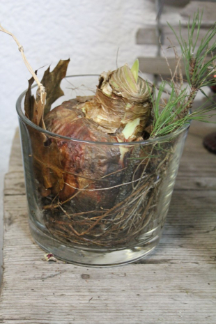 Amaryllis rot in Glas