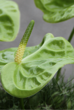 Anthurium-Gruen.png