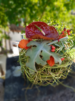 Anthurium-Kugel-Bohnenranken.jpg