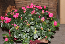 Azallee rosa (ausgeliefert in Grosshöchstetten am 30. Dezember 2013)
