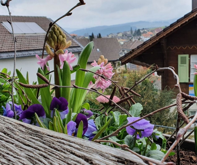 Balkonkasten-liebevoll-bepflanzen-Fruehling.jpg