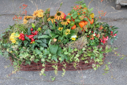 Bepflanzter Herbstkorb (ausgeliefert am 29. September 2015 in Grosshöchstetten)