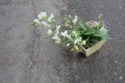Orchidee weiss (ausgeliefert in Boll am 1. September 2015)