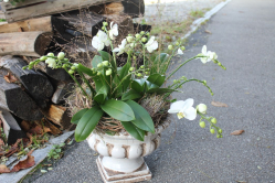 Phalaenopsis Orchidee weiss in Pokal (ausgeliefert am 30. Oktober 2015 in Bowil)