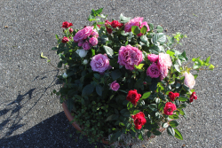 Bepflanzte Schale mit Rosen (ausgeleifert am 6. Juni auf den Friedhof in Grosshöchstetten)