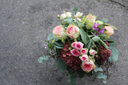 Rosenstrauss rosa (ausgeliefert am 15. oktober 2015 in Konolfingen)