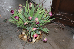 Tulpenstrauss inklusive Zwibeln (ausgeliefert am 22. Januar 2015 in Münsingen)