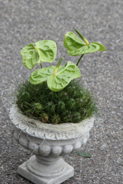 Blumengesteck-mit-Unkraut-Anthurium-Gruen-dazu.png