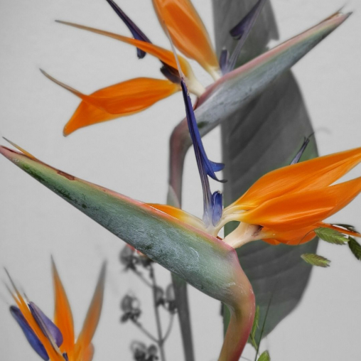 Blumenstrauss-mit-Strelizien.jpg