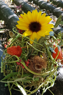 Bohnenranken-kugel-mit-Sonnenblume.png