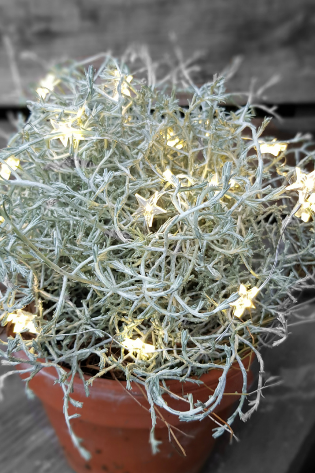 zitronenbaum als zimmerpflanze Kunstpflanze Zitronenbaum – 65 cm main image 0