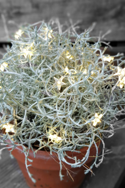 Calaeocephalus-mit-LED-Lichterkette.png