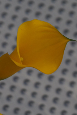 Calla-Bluete-Gelb.jpg
