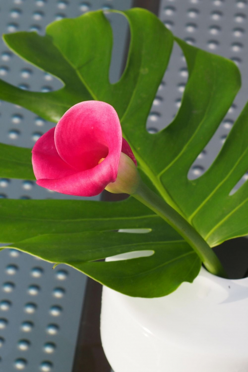 Calla-Rosa-in-Vase.jpg