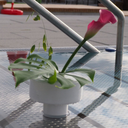 Calla-in-rosa-Linck-Vase.jpg
