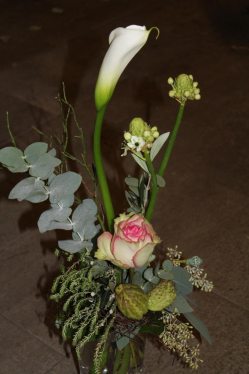 Callastrauss rosa weiss (abgeholt im Laden am 9. Januar 2015)