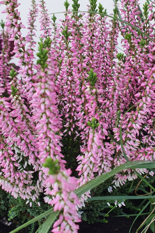 Calluna-Vulgaris.jpg