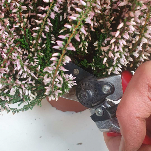 Calluna-Zweige-abschneiden.jpg
