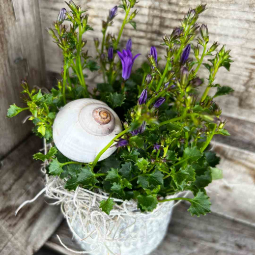 Campanula-pflanze-mit-Schnecken-haus.jpg