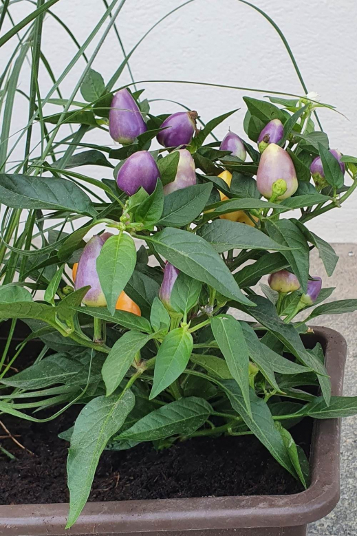 Capsicum-Herbst-Beere.jpg