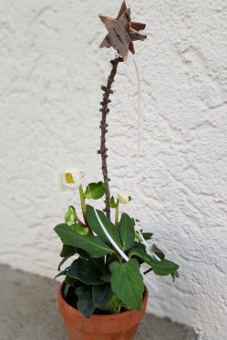 Christrose-dekorieren-schnell-und-kostenguenstig.png