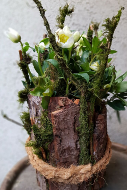 Christrose-in-rustikalem-Gefaess-Winter-Deko-Idee-DIY-ANleitunG-Weihnachst-Deko.png