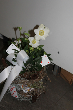 Christrosenarrangement (im Laden abgeholt am 21.11.12)