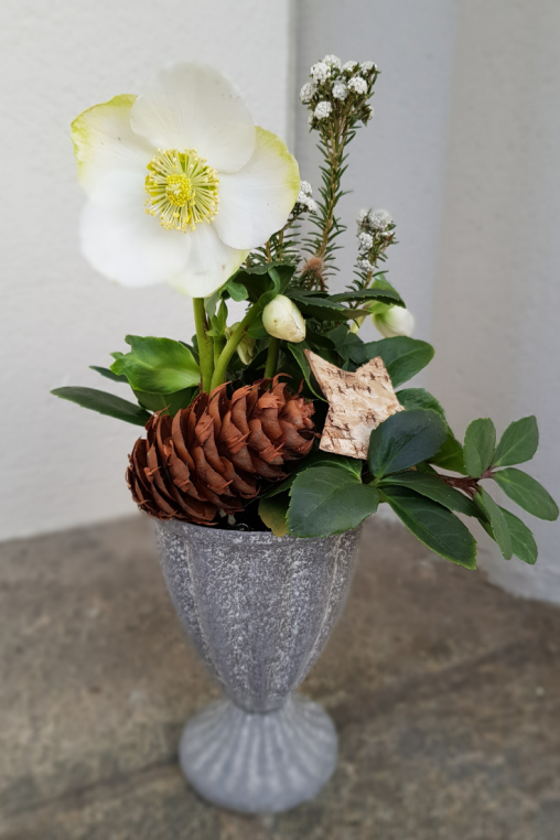 Christrosenpflanze-im-Blechpokal-Dekorieren-Winterdekoration.png