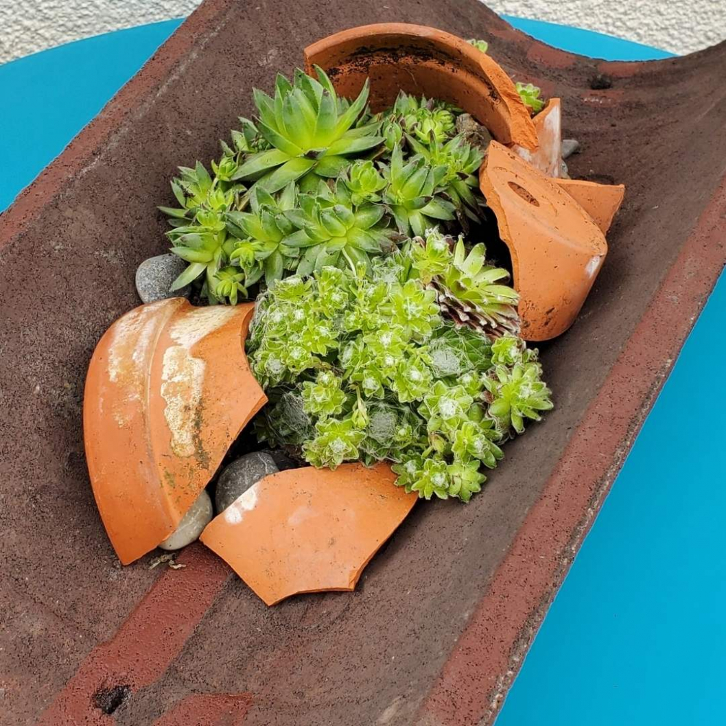Dachwurz-in-Dachziegel-selber-machen-Sommer-Deko.jpg