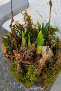 Deko-Idee-Fruehling-NArzisse-Natur-Deko.png