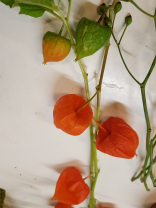 Physalis Zweig