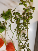 Kleine Corallo Hagebutten Beeren
