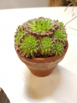 Sempervivum im Tongefäss