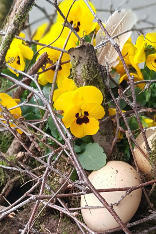Dekoration-selber-machen-Natur-Dekoration-Fruehling-fuer-draussen-mit-Viola-Cornuta-Pflanze-DIY-Idee-Oster-Deko-1.png