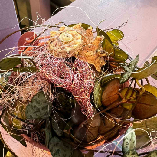Dekorierte-Ceropegia-Pflanze.jpg
