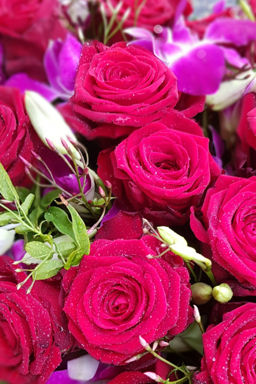 Dendrobium-Rosen-rot-Blumenherz.png
