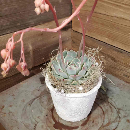 Echeveria-dekorieret-DIY-.jpg
