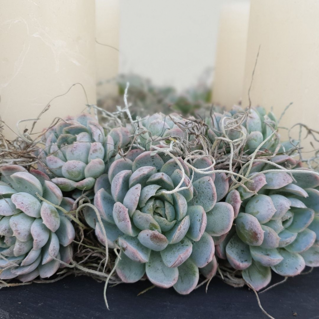 Exklusiver-Adventskranz-miT-Echeveria-Eleganc.jpg