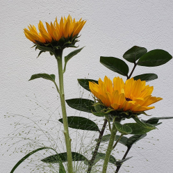 Exklusiver-Sonnenblumenstrauss.jpg