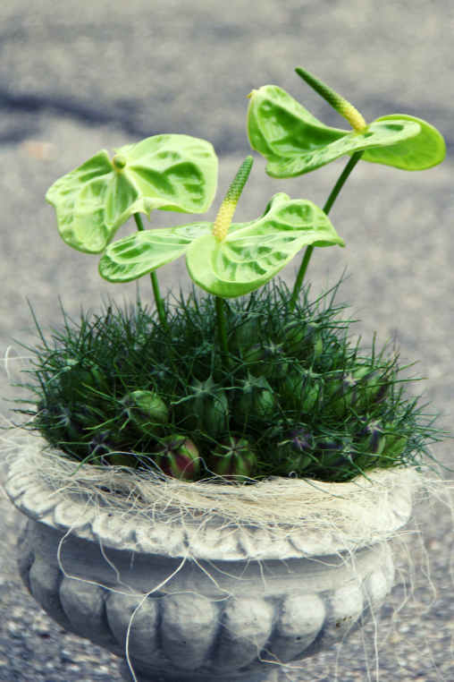 Exklusives-Blumengesteck-aus-Unkraut-in-Gruen-Anthurium-Blumen-Gesteck.png